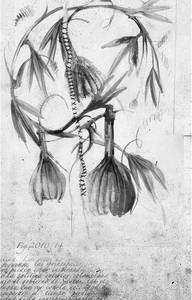 © Nueva Sociedad / Rodez 2011