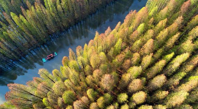 El bosque de las hormigas  La aplicación de Alibaba y la financiarización ambiental