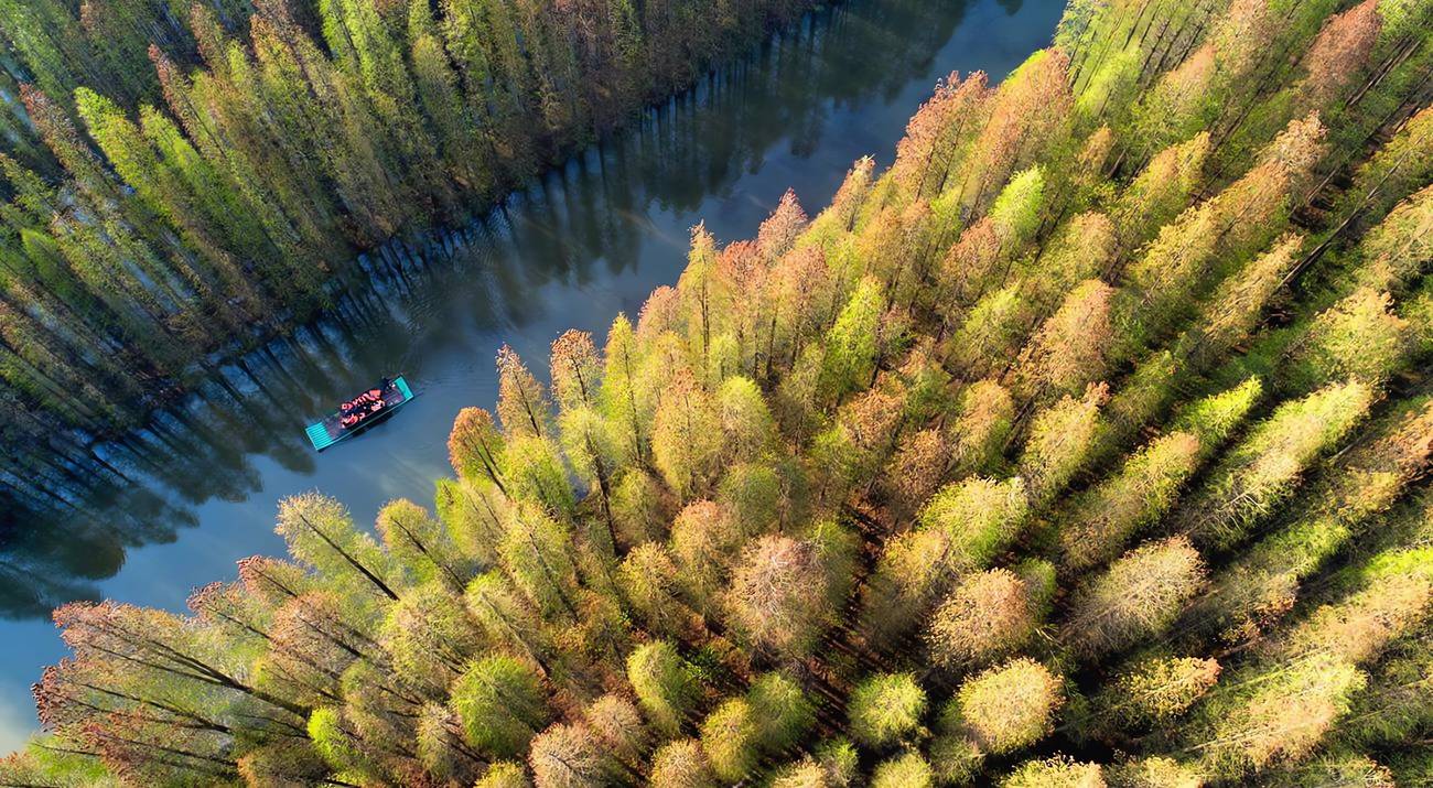 El bosque de las hormigas  La aplicación de Alibaba y la financiarización ambiental