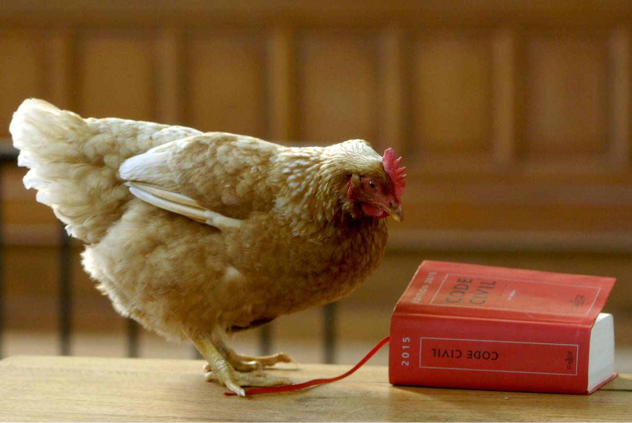 Zoópolis: los animales, ¿nuestros conciudadanos?