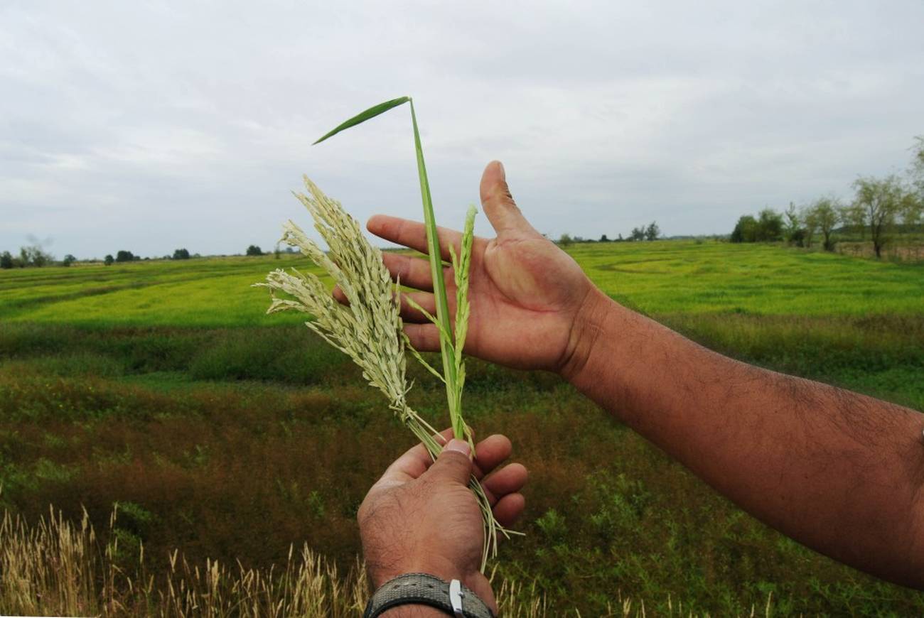 <p>El papel de la agroecología frente a la agroindustria hegemónica</p>  Entrevista a Carlos Pástor Pazmiño