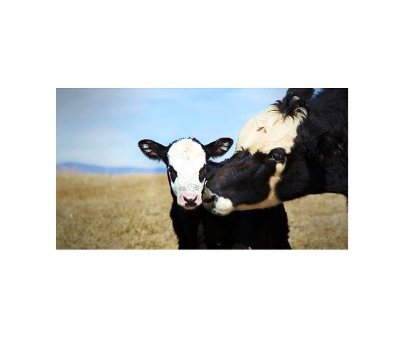 <p>Un lápiz, un borrador y una regla. Las emocionantes promesas de los candidatos mexicanos hacia los animales</p>