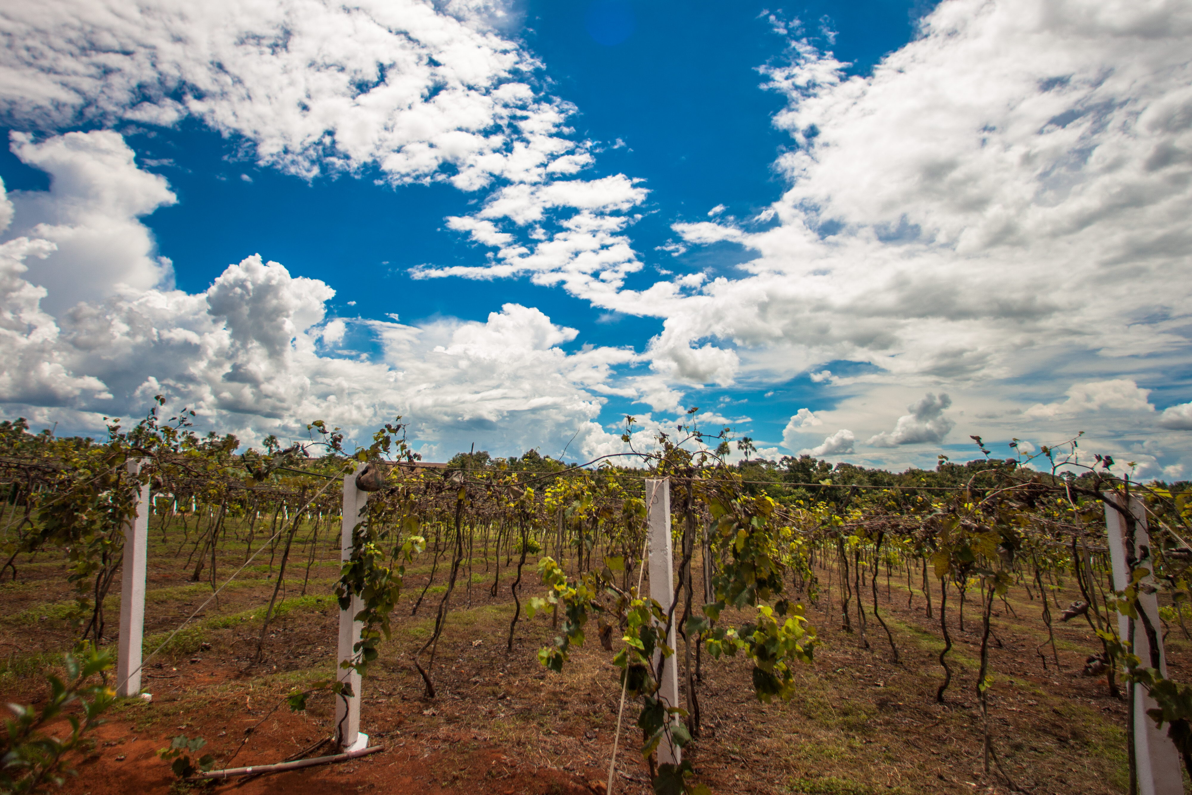 Golpe en Brasil, golpe al agro