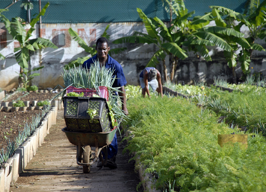 La agricultura urbana: un fenómeno global
