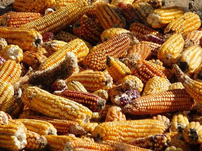 <p>A comercio revuelto, ¿ganancia del maíz?</p>