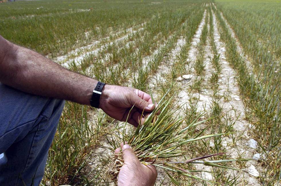 Análisis | Las Contribuciones Nacionales Climáticas para el sector agropecuario en Latinoamérica | Octubre 2016