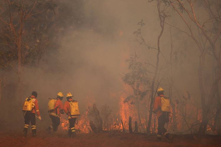 <p>¿Paz con la naturaleza?</p>  La COP16 de Cali y la defensa de la biodiversidad