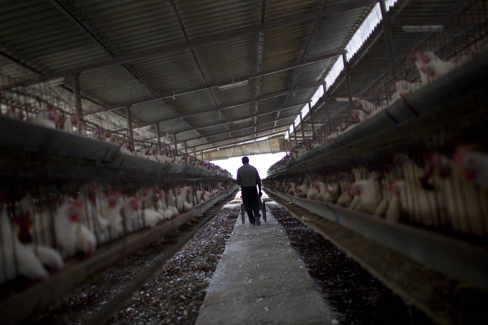 Las zoonosis, entre humanos y animales